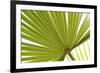 Palm (Arecaceae sp.) close-up of backlit leaves-David Burton-Framed Photographic Print