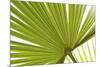 Palm (Arecaceae sp.) close-up of backlit leaves-David Burton-Mounted Photographic Print