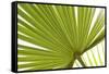 Palm (Arecaceae sp.) close-up of backlit leaves-David Burton-Framed Stretched Canvas