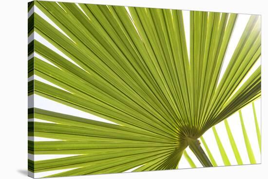 Palm (Arecaceae sp.) close-up of backlit leaves-David Burton-Stretched Canvas