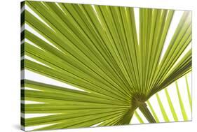 Palm (Arecaceae sp.) close-up of backlit leaves-David Burton-Stretched Canvas