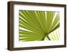 Palm (Arecaceae sp.) close-up of backlit leaves-David Burton-Framed Photographic Print