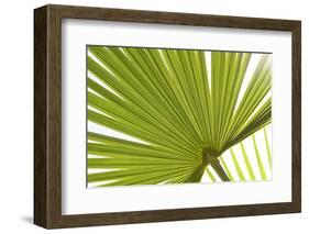 Palm (Arecaceae sp.) close-up of backlit leaves-David Burton-Framed Photographic Print