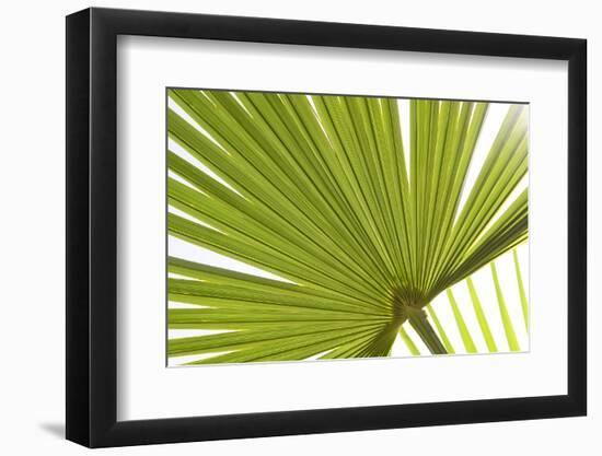 Palm (Arecaceae sp.) close-up of backlit leaves-David Burton-Framed Photographic Print