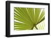 Palm (Arecaceae sp.) close-up of backlit leaves-David Burton-Framed Photographic Print