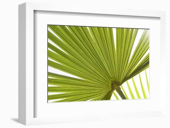 Palm (Arecaceae sp.) close-up of backlit leaves-David Burton-Framed Photographic Print