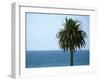 Palm at Moonlight Beach-Jenny Kraft-Framed Art Print