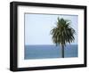 Palm at Moonlight Beach-Jenny Kraft-Framed Art Print