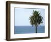 Palm at Moonlight Beach-Jenny Kraft-Framed Art Print