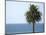 Palm at Moonlight Beach-Jenny Kraft-Mounted Art Print