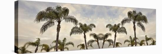 Palm Banner #1 - Color-Alan Blaustein-Stretched Canvas