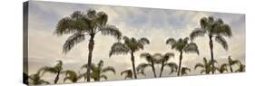 Palm Banner #1 - Color-Alan Blaustein-Stretched Canvas