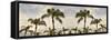 Palm Banner #2 - Color-Alan Blaustein-Framed Stretched Canvas