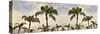 Palm Banner #2 - Color-Alan Blaustein-Stretched Canvas