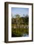 Palm Beach, Florida. Dozen of Egrets in a tree and wetlands-Jolly Sienda-Framed Photographic Print