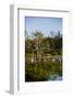 Palm Beach, Florida. Dozen of Egrets in a tree and wetlands-Jolly Sienda-Framed Photographic Print