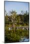 Palm Beach, Florida. Dozen of Egrets in a tree and wetlands-Jolly Sienda-Mounted Photographic Print