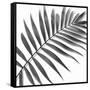 Palm Black and White II-Mia Jensen-Framed Stretched Canvas