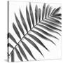 Palm Black and White II-Mia Jensen-Stretched Canvas