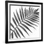 Palm Black and White II-Mia Jensen-Framed Art Print