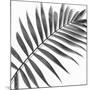 Palm Black and White II-Mia Jensen-Mounted Art Print