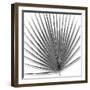 Palm Black and White III-Mia Jensen-Framed Art Print