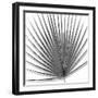 Palm Black and White III-Mia Jensen-Framed Art Print