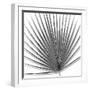 Palm Black and White III-Mia Jensen-Framed Art Print