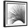 Palm Black and White IV-Mia Jensen-Framed Art Print