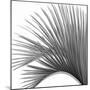 Palm Black and White IV-Mia Jensen-Mounted Art Print