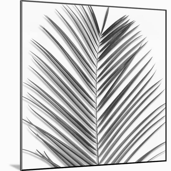 Palm Black and White V-Mia Jensen-Mounted Art Print