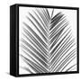 Palm Black and White V-Mia Jensen-Framed Stretched Canvas