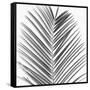 Palm Black and White V-Mia Jensen-Framed Stretched Canvas