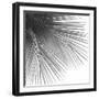 Palm Black and White VI-Mia Jensen-Framed Art Print