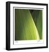 Palm Blades-Ken Bremer-Framed Limited Edition