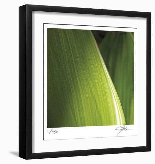 Palm Blades-Ken Bremer-Framed Limited Edition