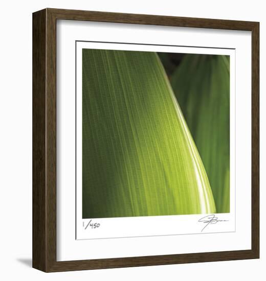 Palm Blades-Ken Bremer-Framed Limited Edition