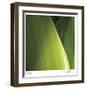 Palm Blades-Ken Bremer-Framed Limited Edition