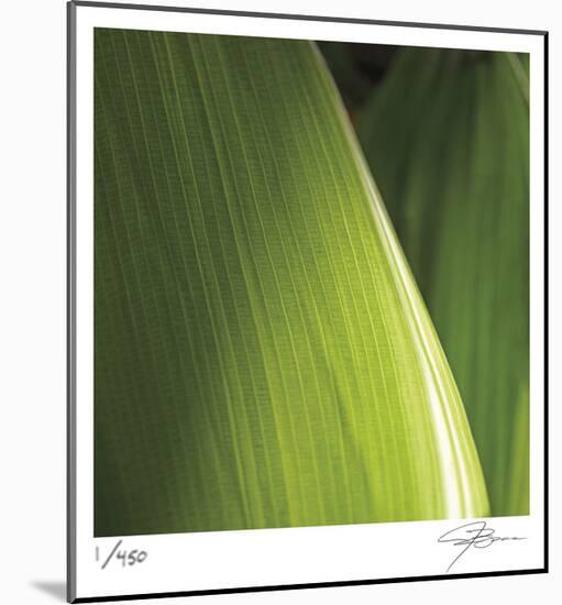 Palm Blades-Ken Bremer-Mounted Limited Edition