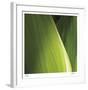 Palm Blades-Ken Bremer-Framed Limited Edition