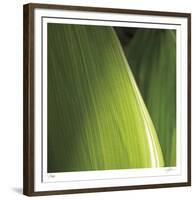 Palm Blades-Ken Bremer-Framed Limited Edition