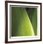 Palm Blades-Ken Bremer-Framed Limited Edition