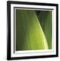 Palm Blades-Ken Bremer-Framed Limited Edition