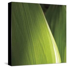 Palm Blades-Ken Bremer-Stretched Canvas