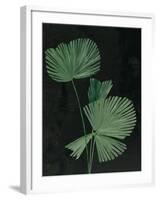 Palm Botanical III Black-Julia Purinton-Framed Art Print