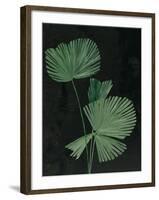 Palm Botanical III Black-Julia Purinton-Framed Art Print