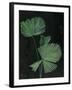 Palm Botanical III Black-Julia Purinton-Framed Art Print