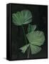 Palm Botanical III Black-Julia Purinton-Framed Stretched Canvas