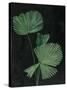 Palm Botanical III Black-Julia Purinton-Stretched Canvas