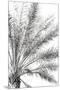 Palm Breeze Noir-Irene Suchocki-Mounted Giclee Print